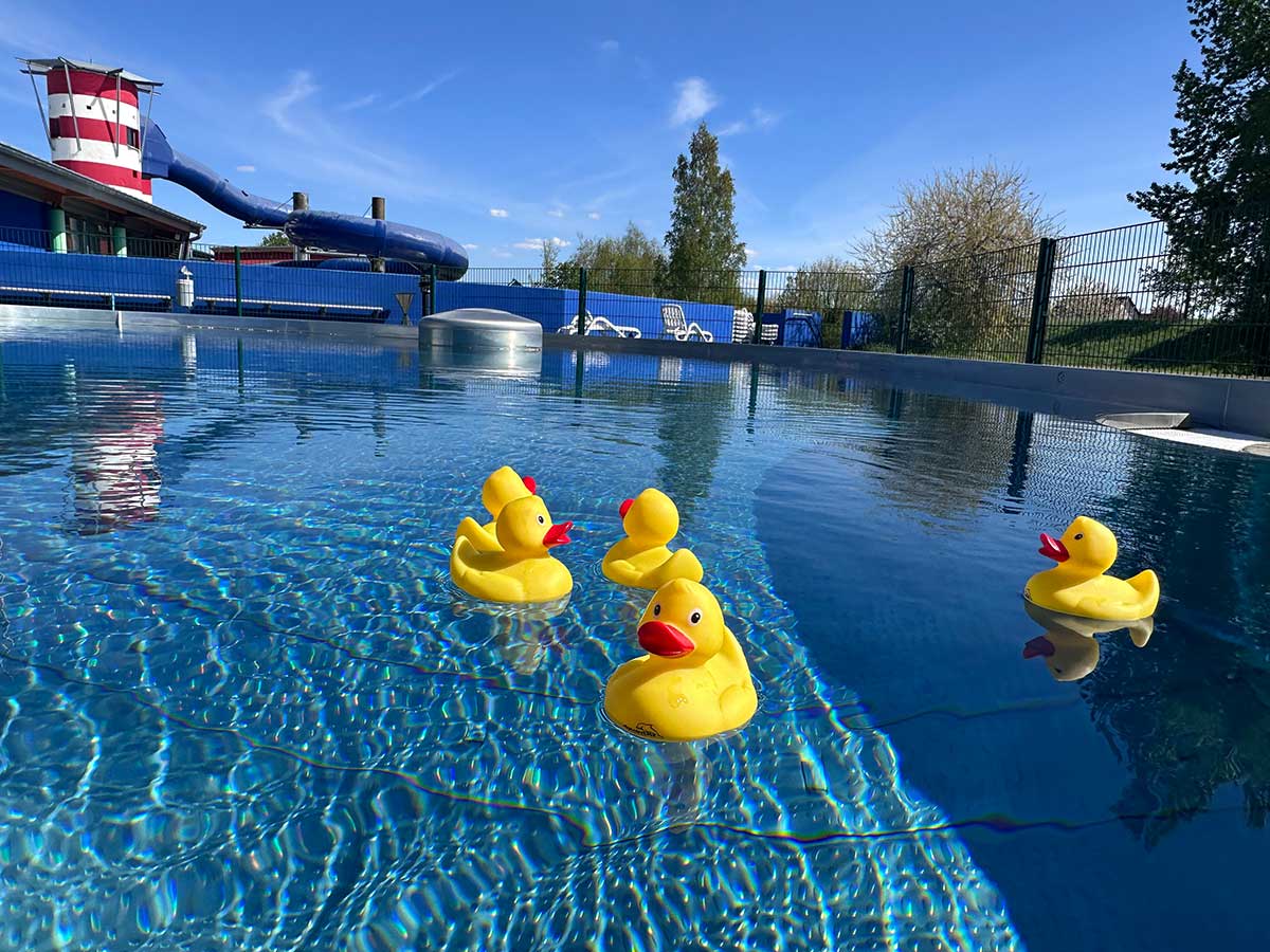 Spielenten schwimmen im Aussenbecken des Aquariums