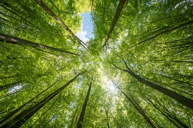 Baumkronen von unten angesehen