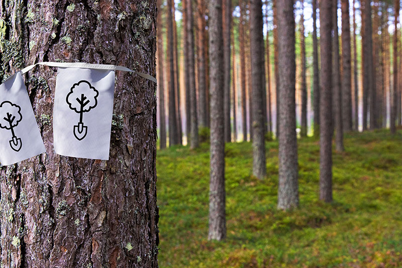 Bäume, ein Baum hat Zettel dran